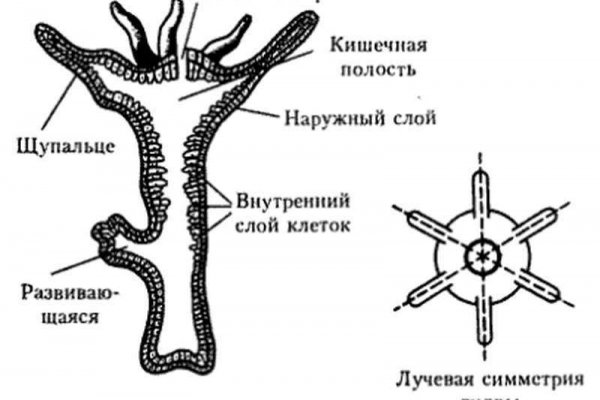 Kraken17at