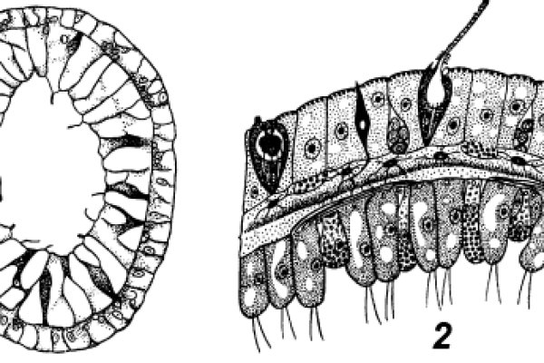 Kraken darknet onion